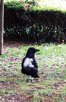 公園で目撃されたカラス。胸の部分が白い（読者提供）