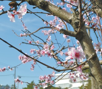 プラザロードで咲くアーモンド（２月２５日撮影）