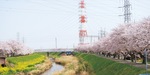 渋田川の桜並木（３月３１日撮影）