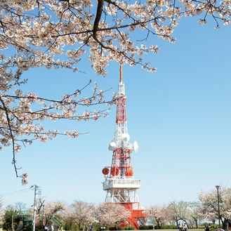 湘南平の桜（３月29日撮影）