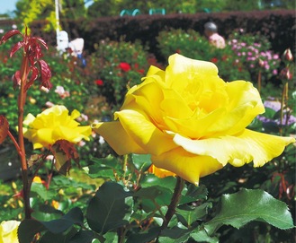 平塚市内の２０１９年シーズンのバラ