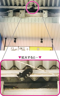 上り方面のエスカレーター上部に設置されている黒猫（７月２日撮影）