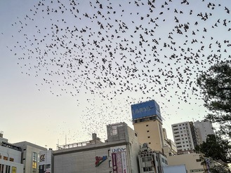 平塚駅北口の空を覆うムクドリの群れ