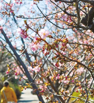 河津桜を見ながら散歩をする人の姿も（２月28日撮影）