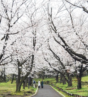 ７割、８割程度開花した桜（４月５日撮影）