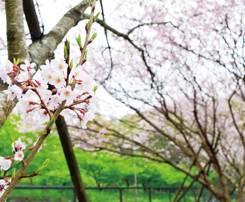 満開時の大磯小桜