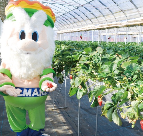 平塚土屋農場へいちご狩りに訪れたキングベルI世