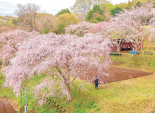 過去の滝桜の様子