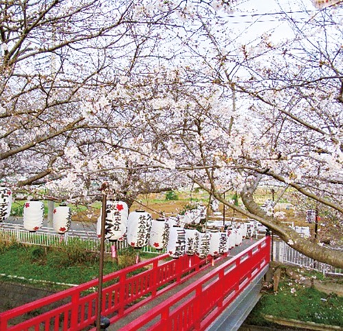渋田川の桜（３月30日撮影）