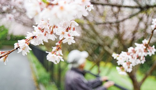 大磯運動公園の大磯小桜＝３月29日撮影