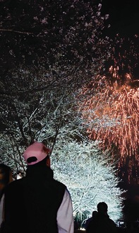 桜と花火を同時に楽しむ観覧客