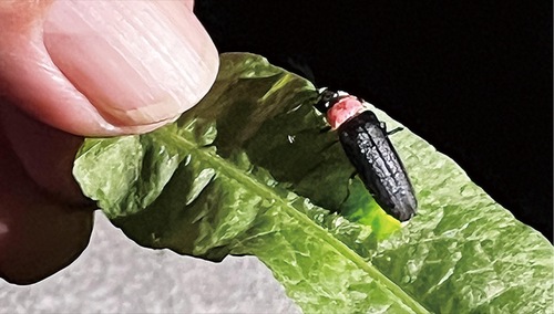 親水公園で見られたホタル