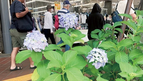 昨年のあじさい