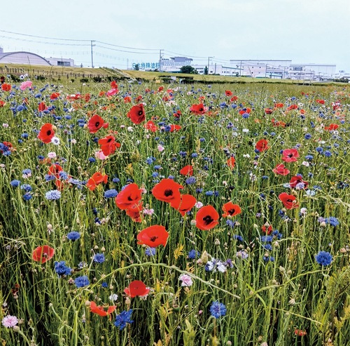 見ごろを迎えたヤグルマギクとポピー（５月19日撮影）