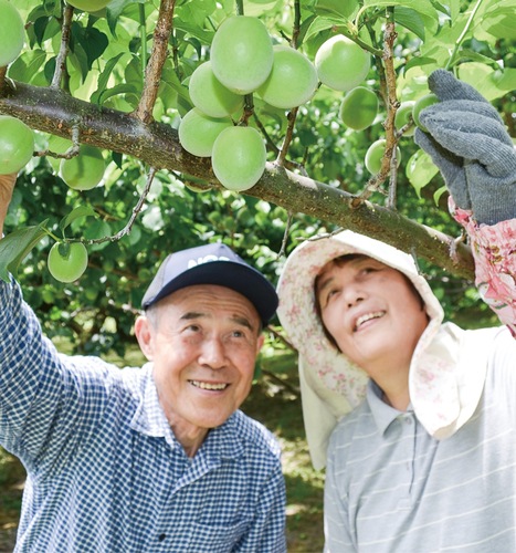 梅の収穫を行う小嶋さん夫妻