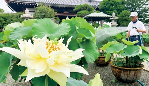 境内に咲く皇冠と水やりをする鶴田さん