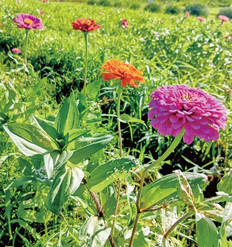 開花し始めた百日草（７月14日撮影）