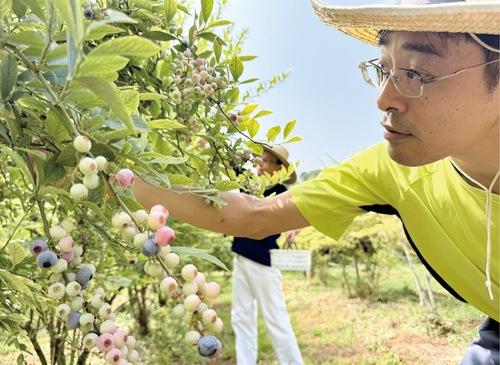 収穫する施設利用者