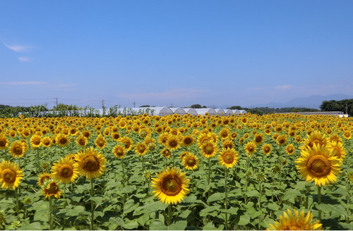 ５０００本のひまわり