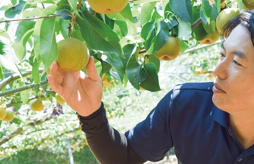 色付きを見る横山篤正さん