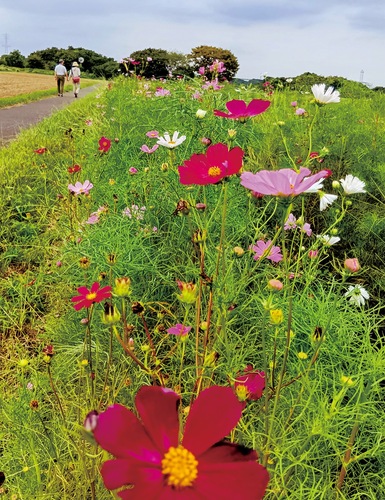 現在、３分咲きのコスモス（９月15日撮影）