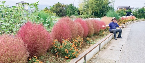 コキアを紹介する鈴木さん