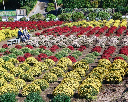 多色のコントラストが映えるざる菊園（11月３日撮影）
