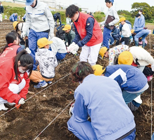 参加者が協力してチューリップの球根を植えた