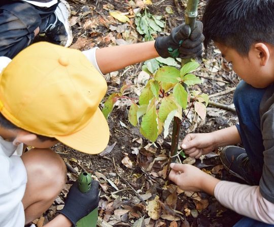 児童が植樹する様子