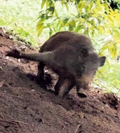 イノシシ対策に限界も