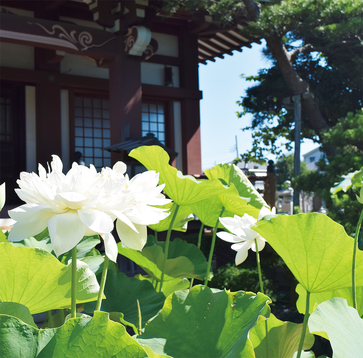 蓮の大輪 夏告げる