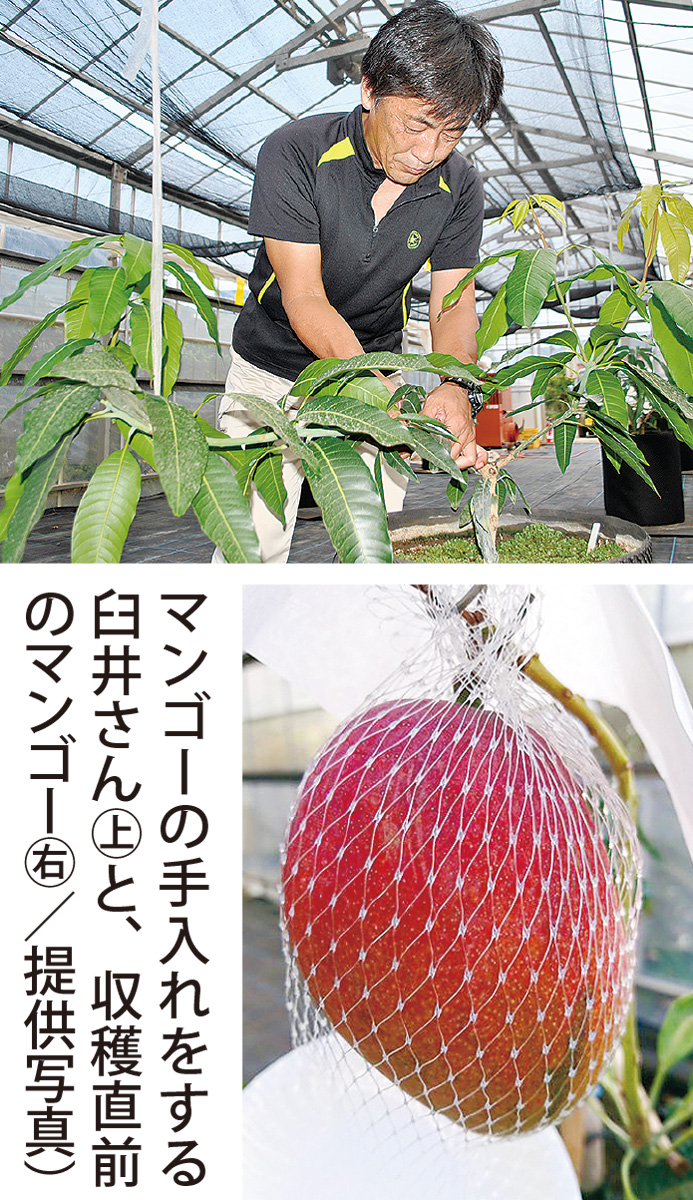 県内初の鉢植えマンゴー