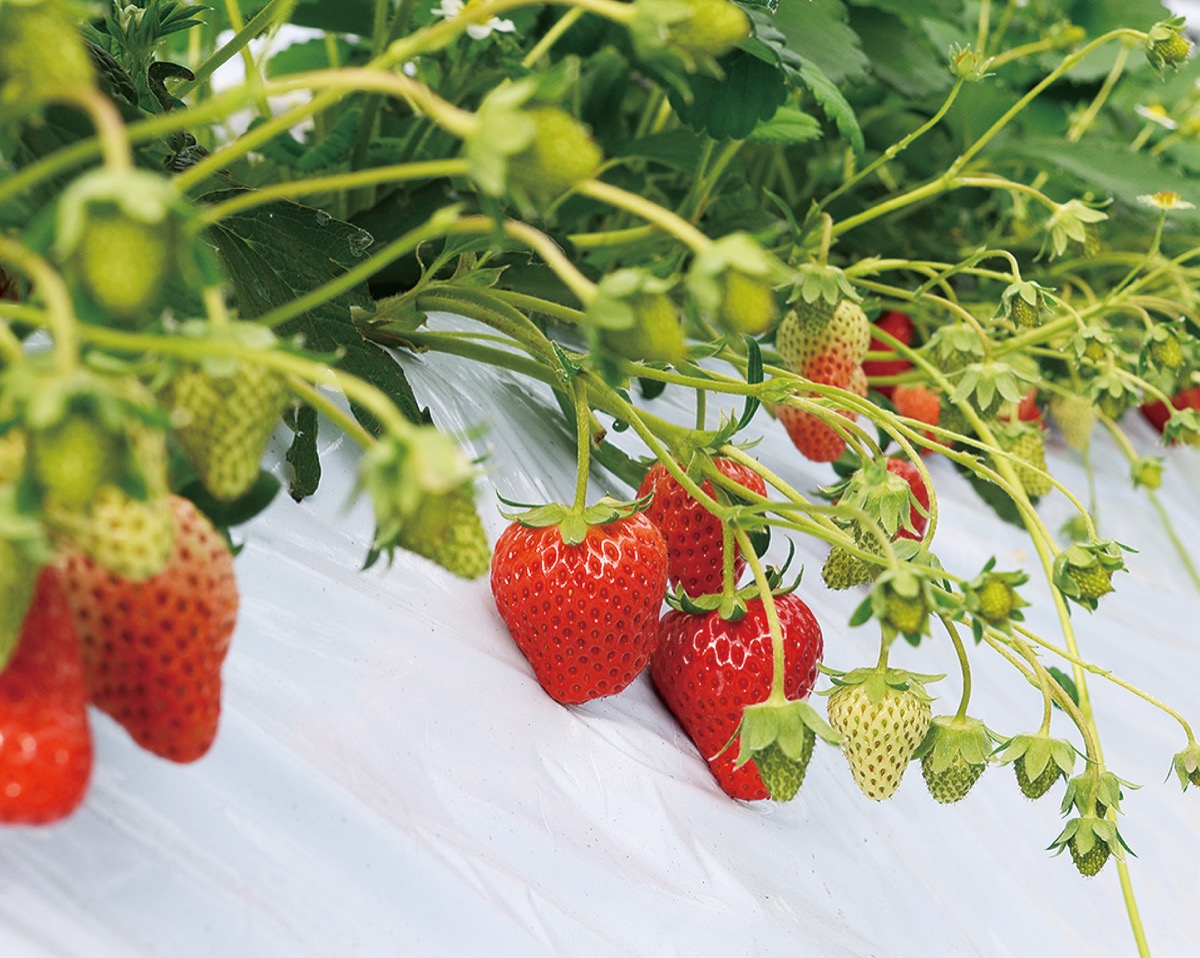 イチゴ狩りシーズン本格化 予約は平日がおススメ 平塚 タウンニュース