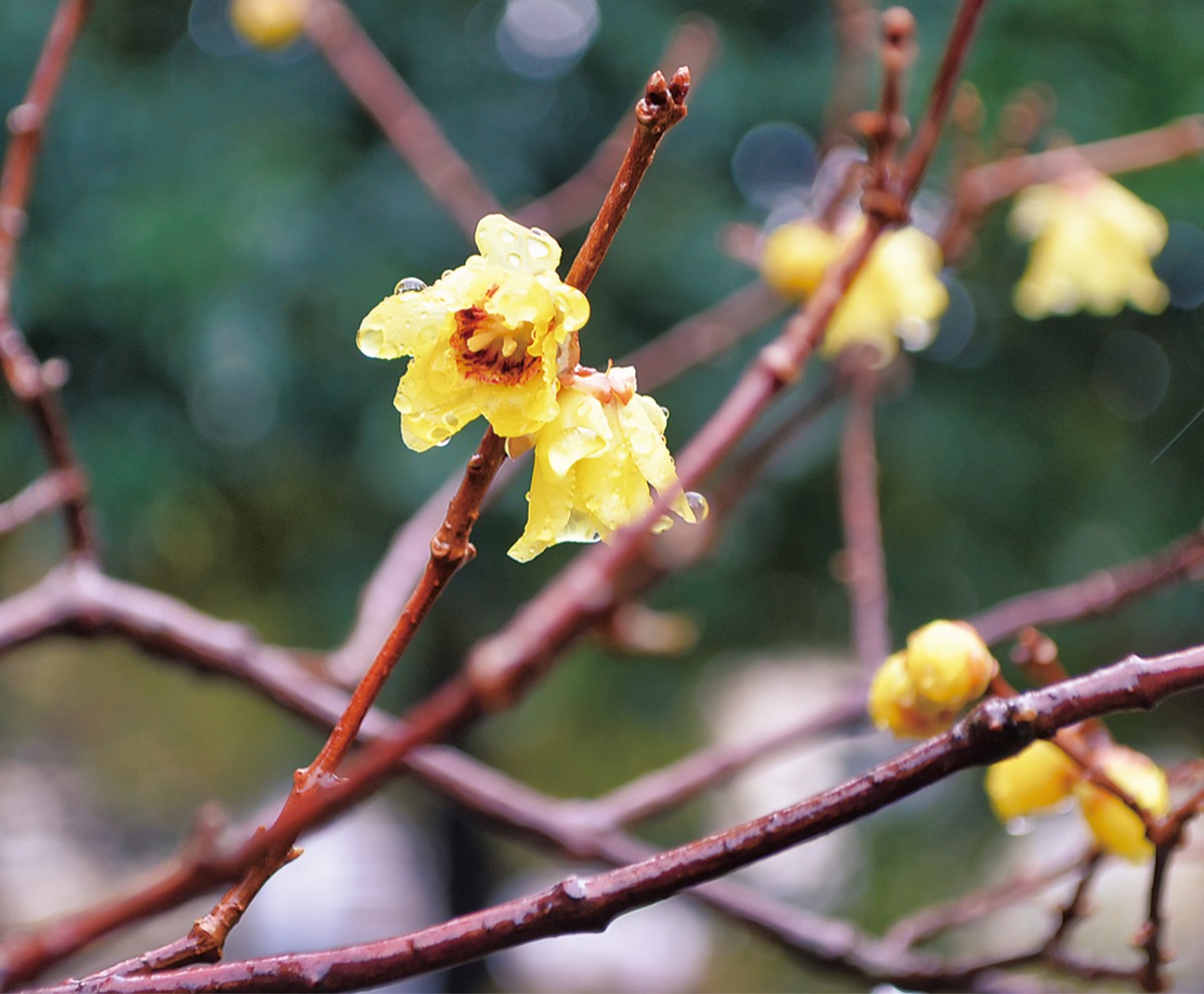 文化の検索結果 タウンニュース 神奈川県全域 東京多摩地域の地域情報紙