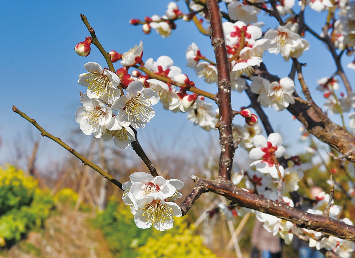 早咲きの梅開花