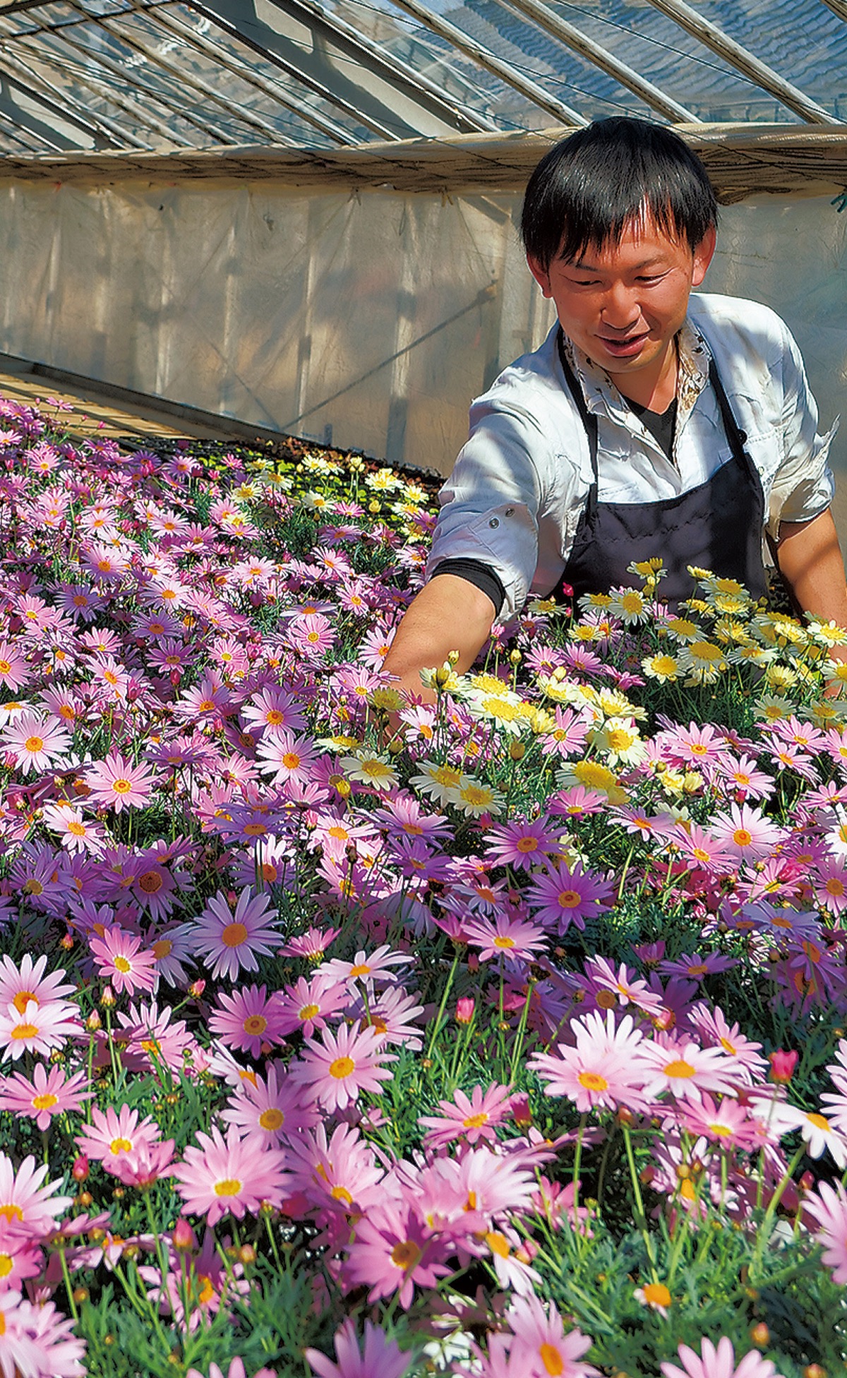 マーガレット愛らしく
