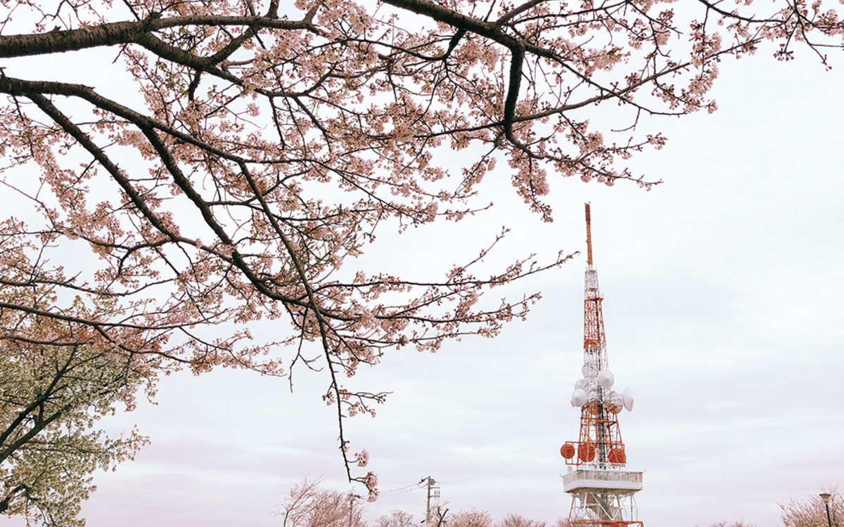 市内各所で春の便り 花見自粛の中 桜満開 | 平塚・大磯・二宮・中井