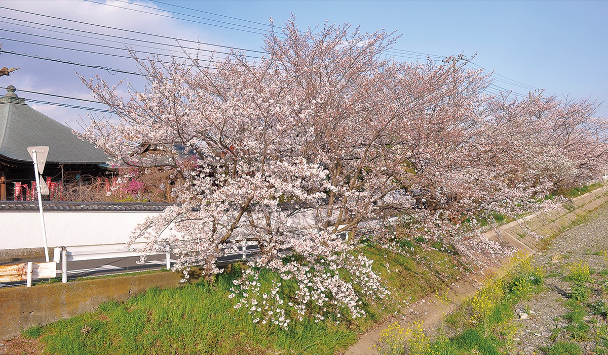 市内各所で春の便り 花見自粛の中 桜満開 | 平塚・大磯・二宮・中井