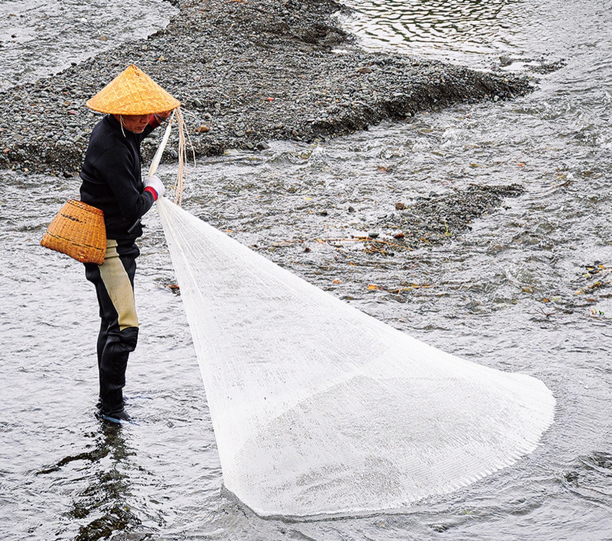 天然の鮎が金目川に 釣り解禁 シーズン到来 平塚 タウンニュース