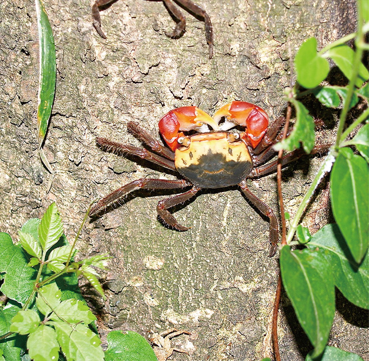 ひらつか生き物だより