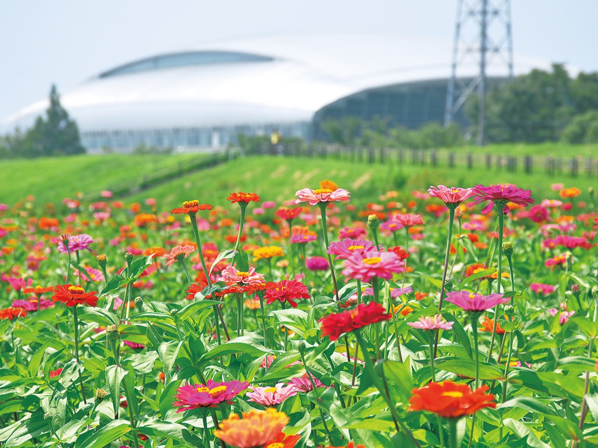 馬入で「百日草」見ごろ