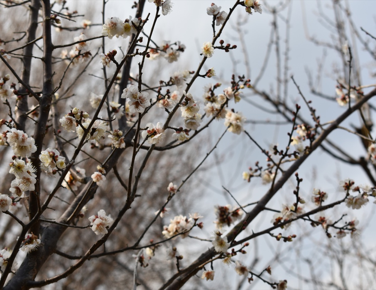 Web限定記事 平塚市 総合公園で梅が咲き始め 2月中旬から見頃 平塚 タウンニュース