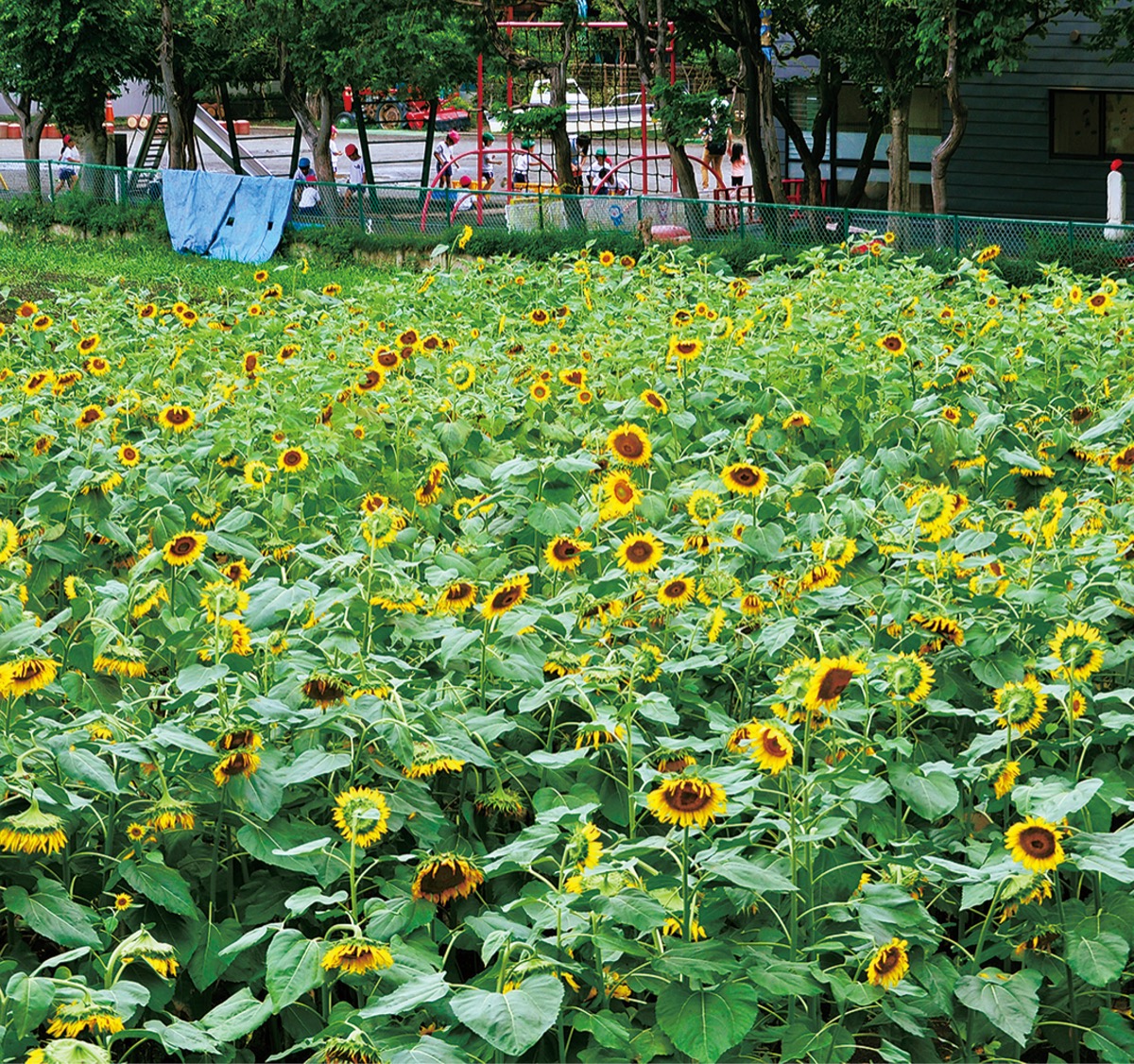 ひまわり咲いたよ 美里 柿の実子ども園となり 平塚 タウンニュース