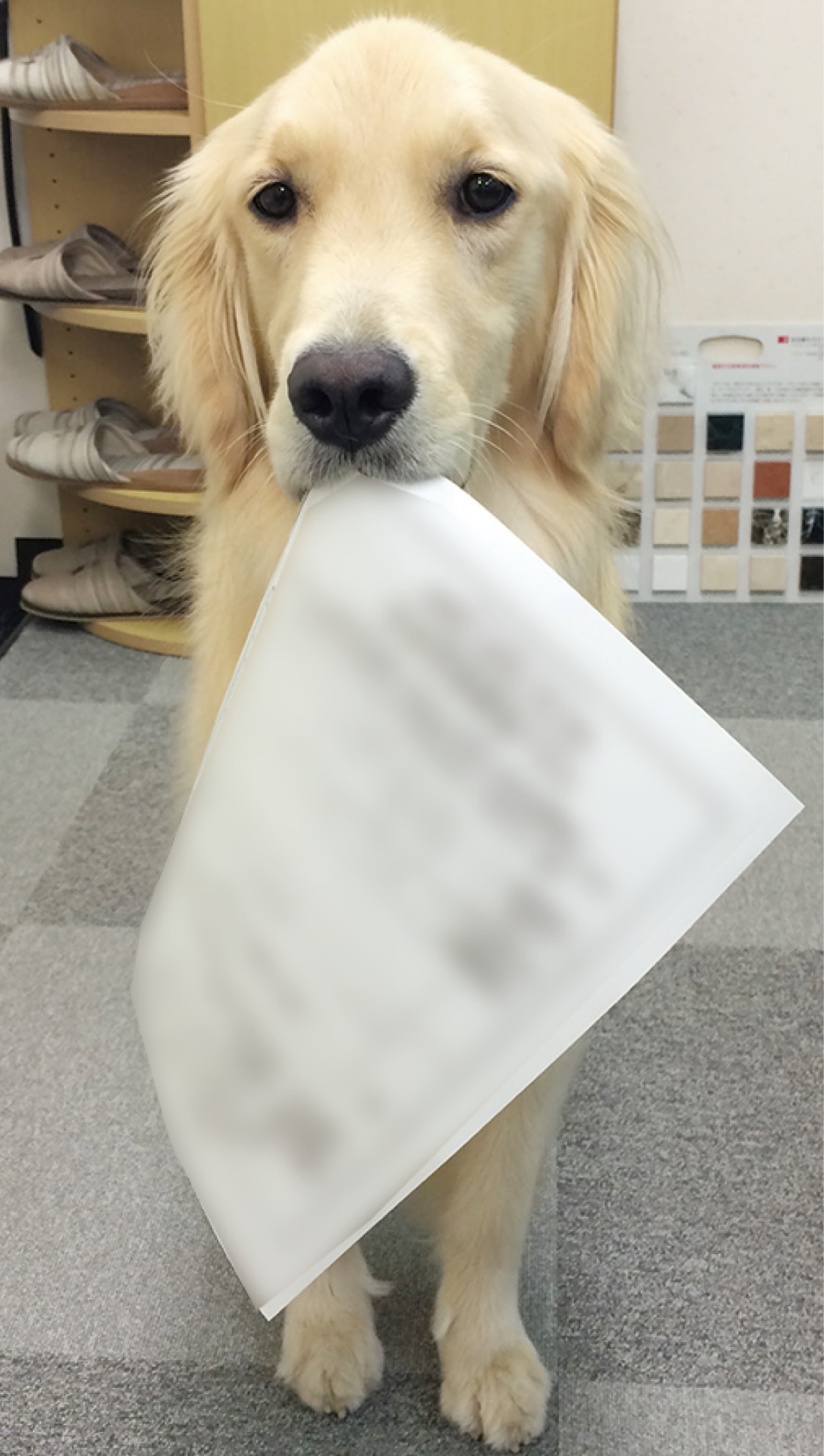 看板犬のティアラ（♀）がお出迎え