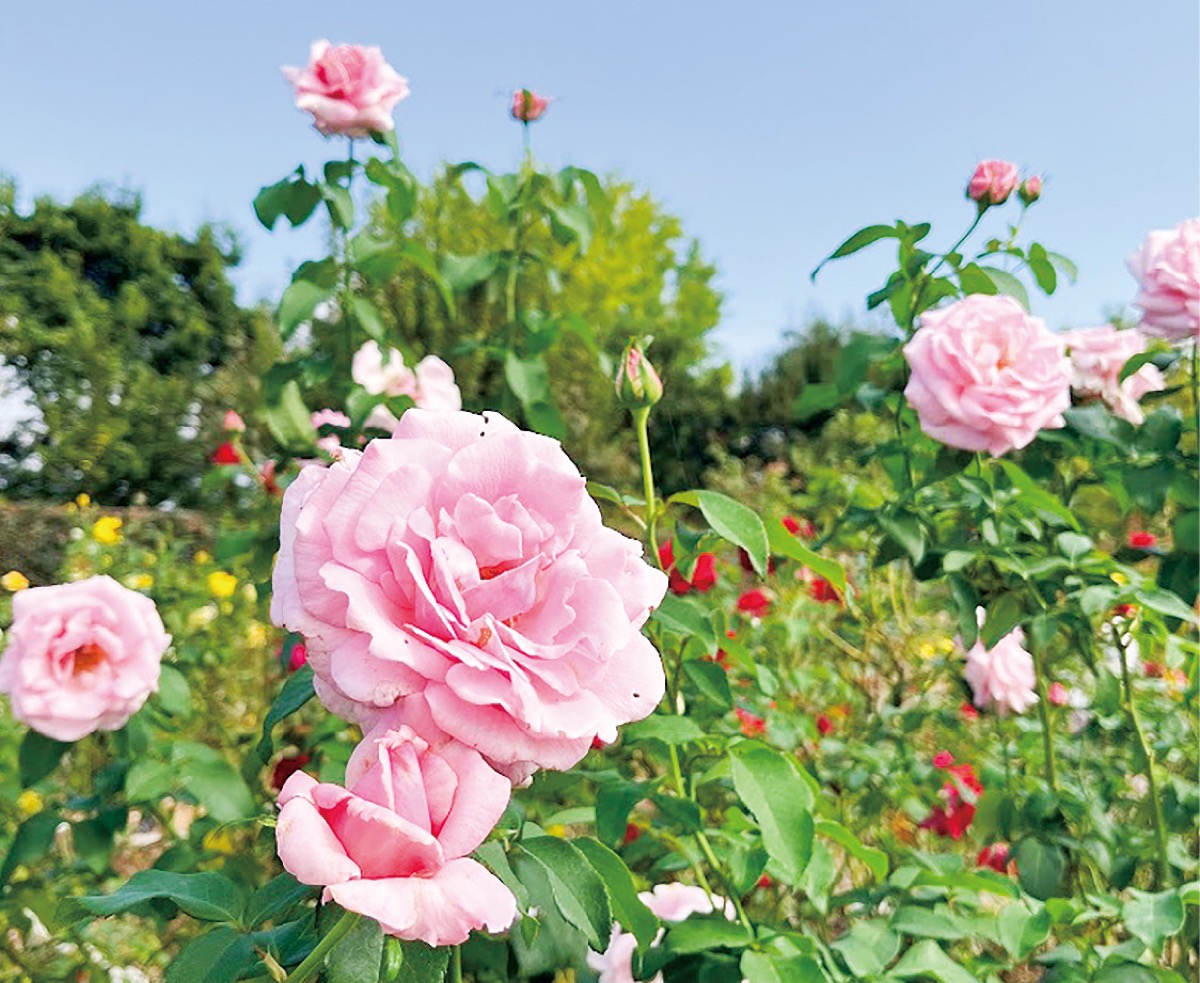 花菜ガーデン 春バラの季節 今年も ローズフェス 6日から | 平塚