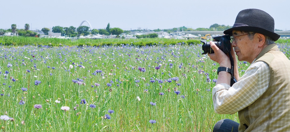 ヤグルマギクが見ごろ イシックス馬入のお花畑 平塚 タウンニュース ヤグルマギクが見ごろ イシックス馬入のお花畑 平塚 タウンニュース