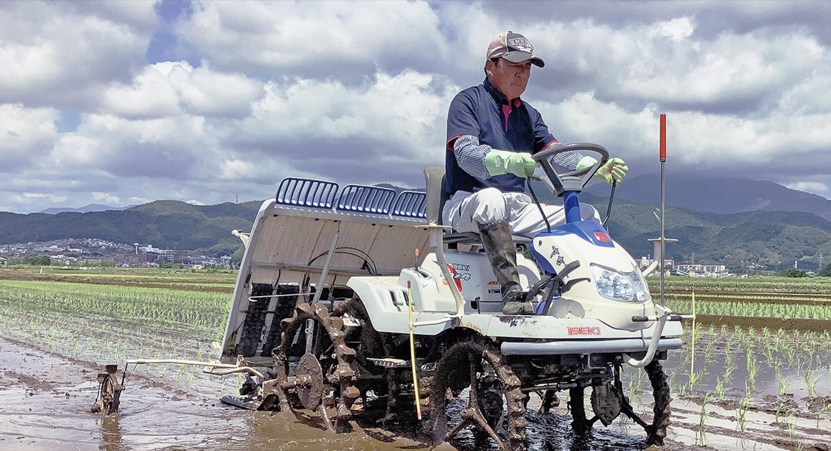 平塚産「はるみ」一面に (写真1)