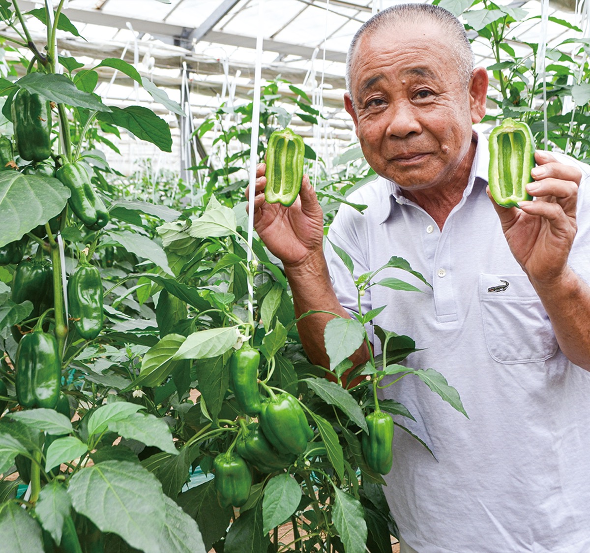 種なしピーマン出荷最盛 4年間で最多量見込む | 平塚・大磯・二宮