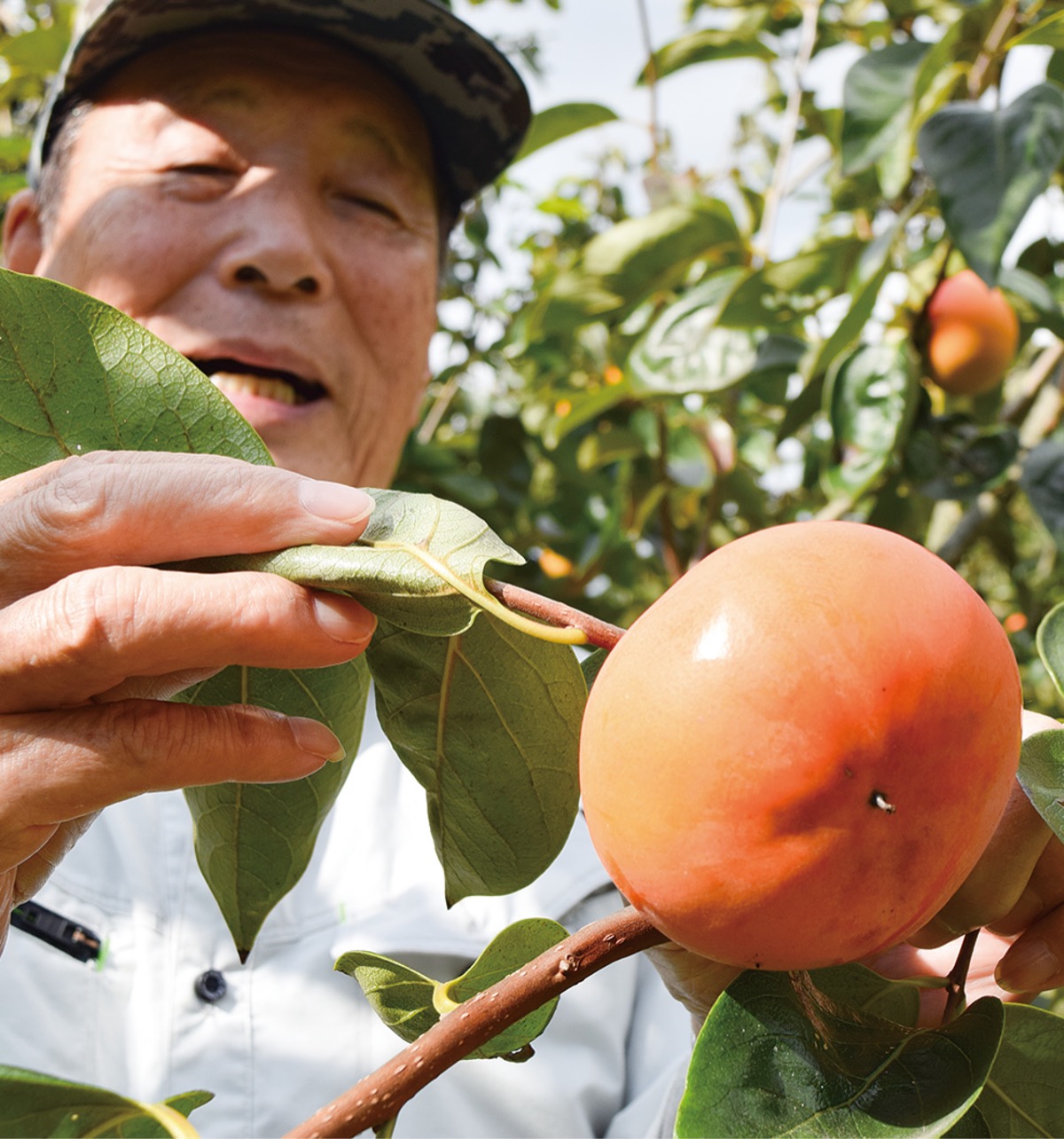 今年も甘く最盛期