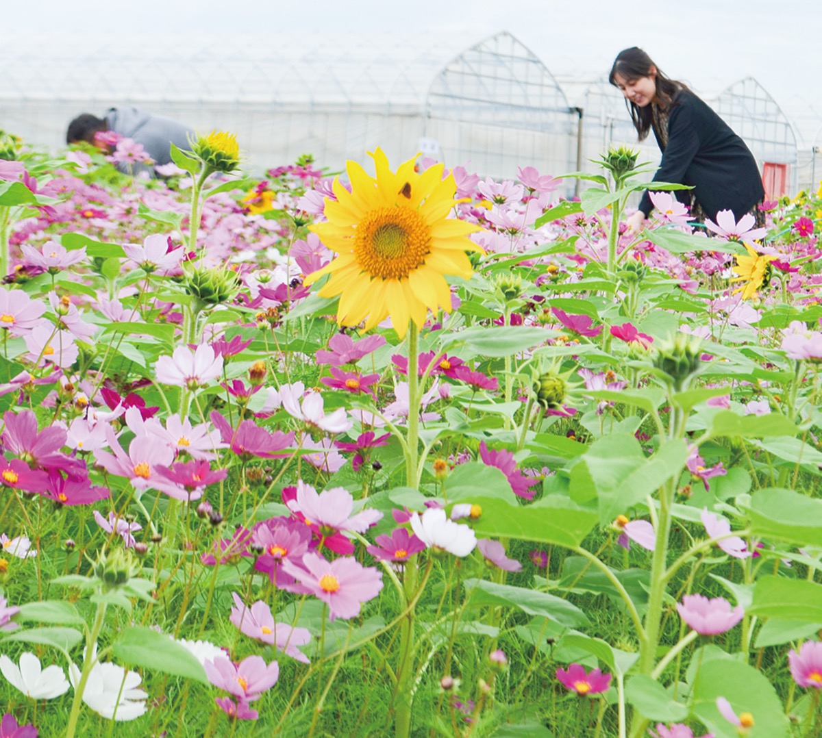 コスモスが見ごろ